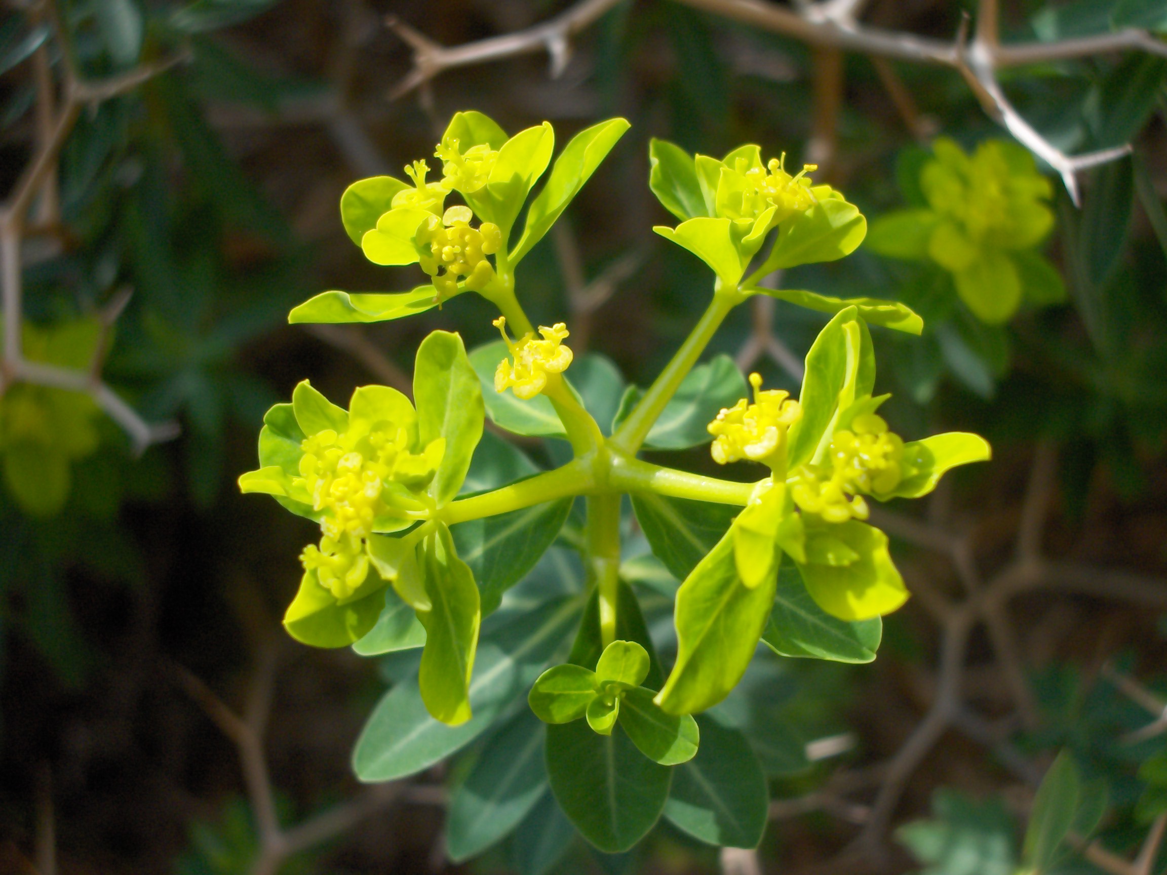 4marieeuphorbiaacanthothamnos Υμηττός