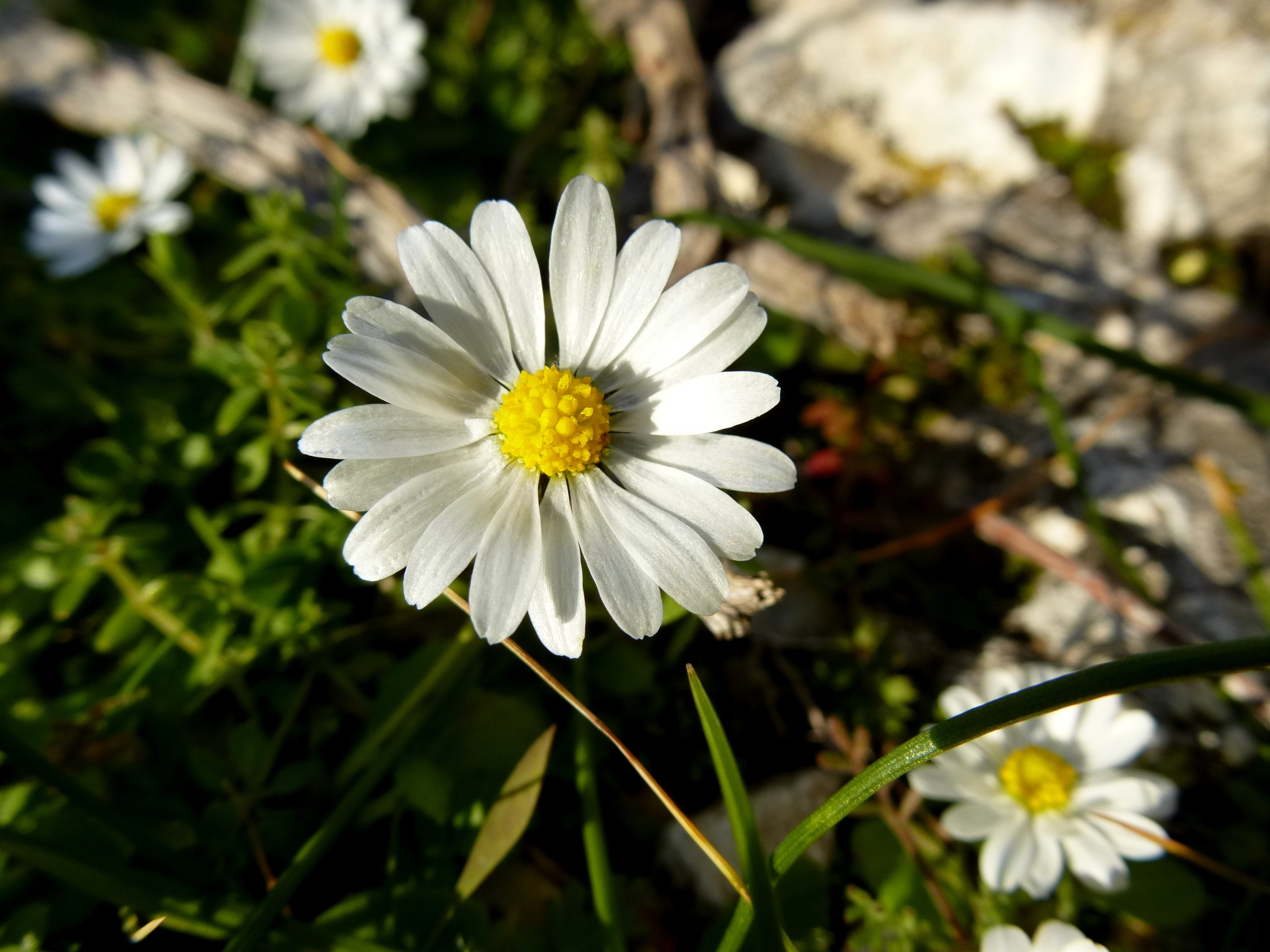 Bellis annua Υμηττός